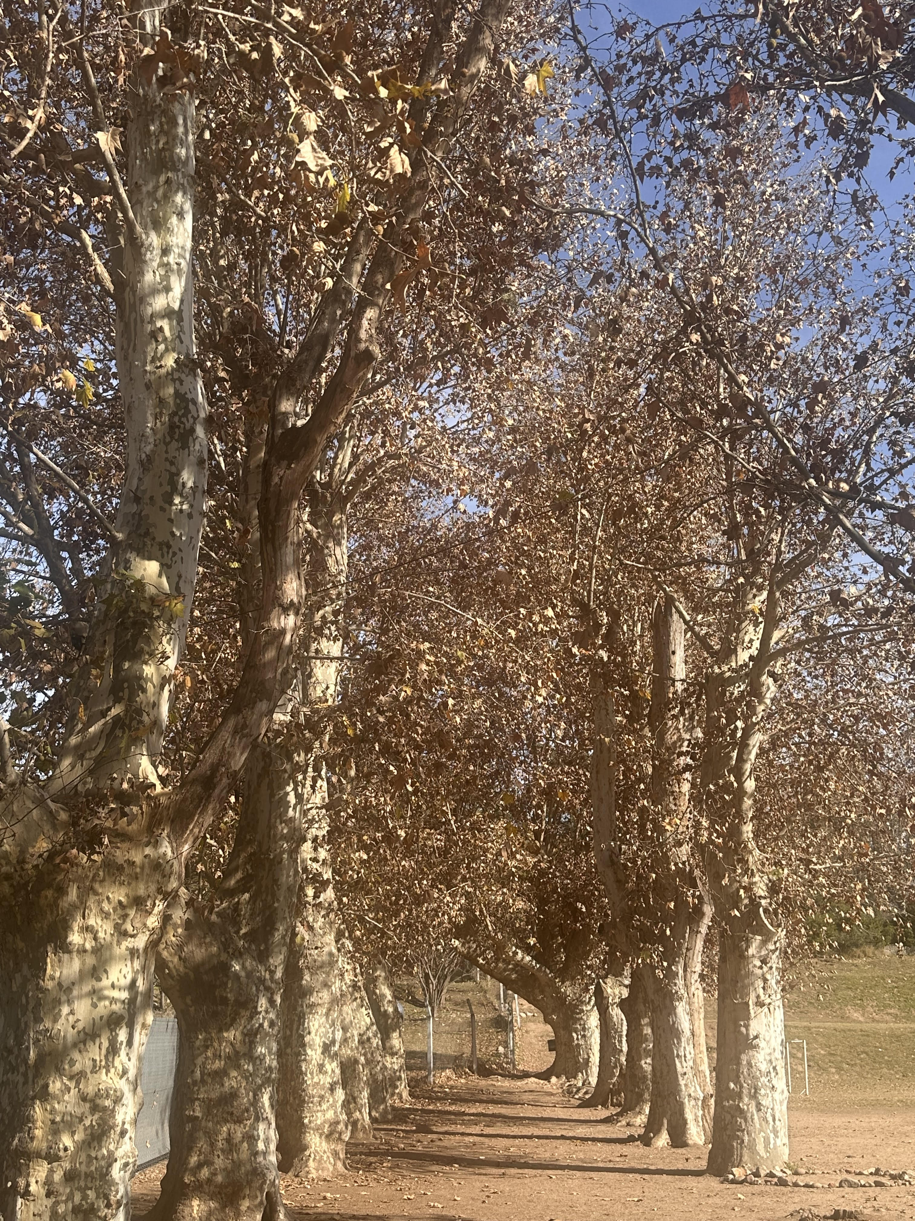 Bosque frondoso que representa el eje Naturaleza